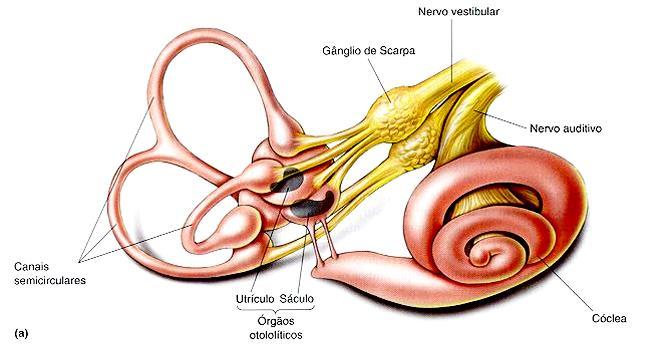 OUVIDO INTERNO