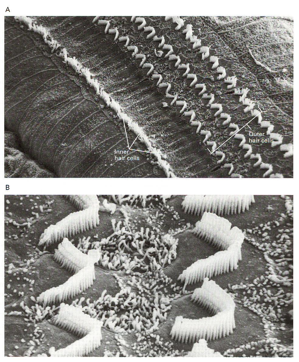 Cóclea: Órgão de Corti Células ciliadas Células ciliadas internas, cerca de 3500, fazem a transdução de um