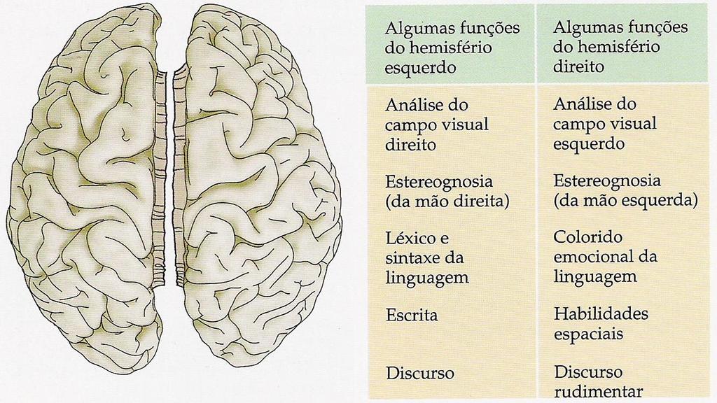 Dominância do hemisfério