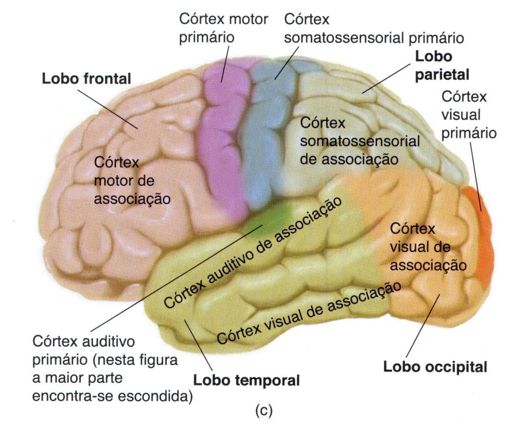 Áreas sensoriais primárias Áreas sensoriais primárias são modalmente específicas: córtex somatosensorial primário (S1, lobo