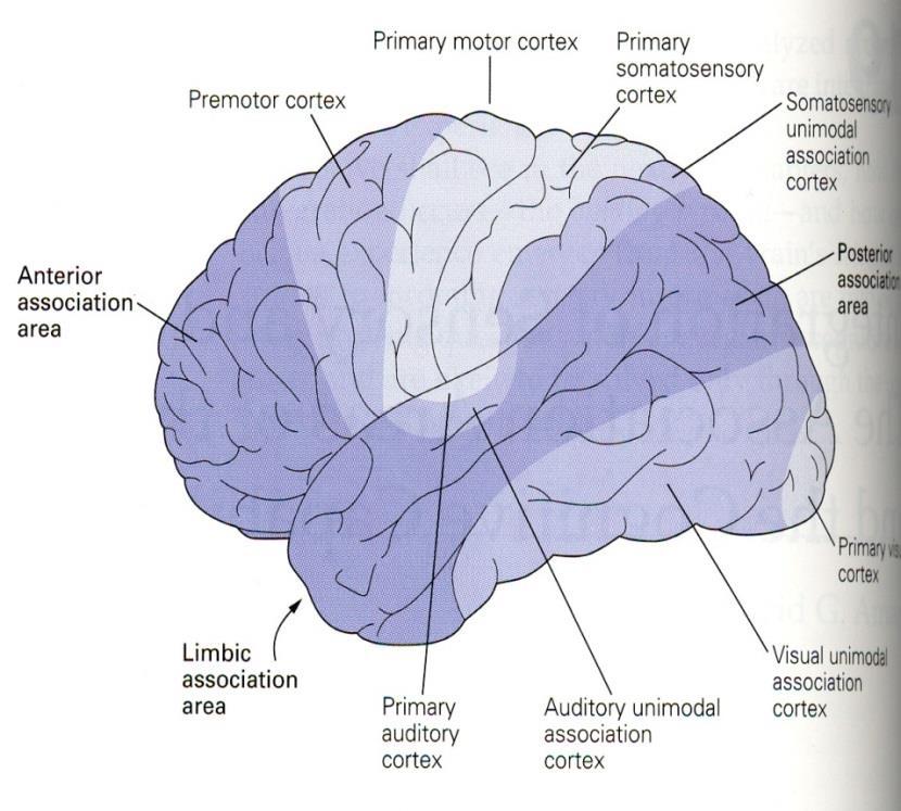 1. Córtex sensorial primário Córtex visual primário, córtex somato-sensorial primário Córtex auditivo primário 2.