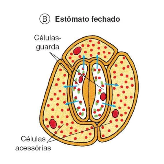 2) Nutrição Vegetal V) Nutrição orgânica das plantas Abertura Entrada de K+ Água entra nas células guarda Células guarda tornam-se túrgidas