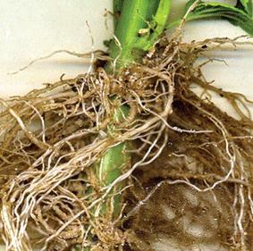 3) Hormônios Vegetais a) Auxina III) Enraizamento de estacas Por estímulo da auxina, raízes adventícias podem surgir a partir de estacas (mudas).