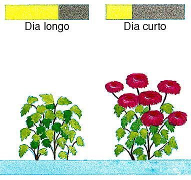 4) Fotoperiodismo Verão Inverno a) Plantas de dia-curto Fotoperíodo crítico da espécie = 11 hs Dia Noite Dia Noite 16 hs 8