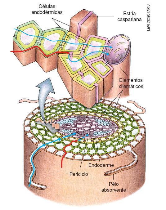 2) Nutrição Vegetal III) Absorção de água e sais pelas raízes Local de absorção nas raízes: zona pilífera Após atravessar a epiderme: A água se locomove em direção ao xilema via: a) Simplasto: