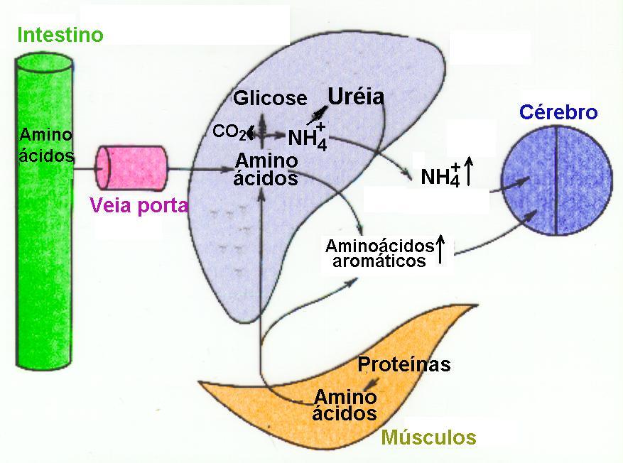 ENCEFALOPATIA HEPÁTICA Aminoácidos aromáticos (fenilalanina, triptofano e tirosina) também acumulam nos tecidos e
