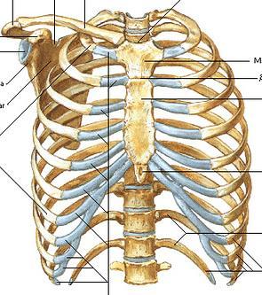 áreas extensas para fixação dos músculos;