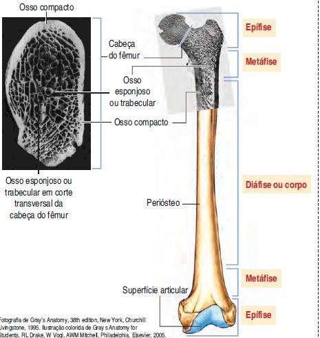 ANATOMIA DOS