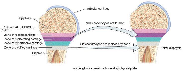 ANATOMIA