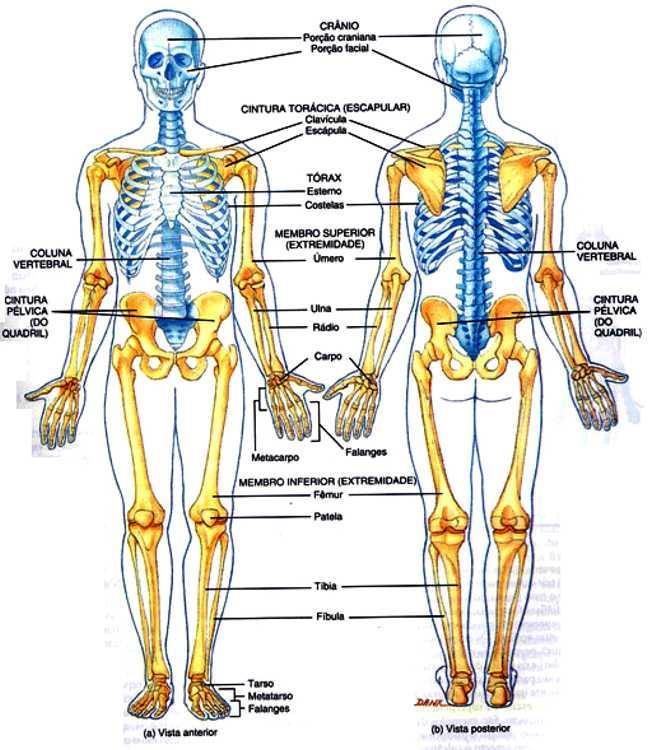 DIVISÕES DO SISTEMA ESQUELÉTICO O nosso esqueleto é formado por 206 ossos