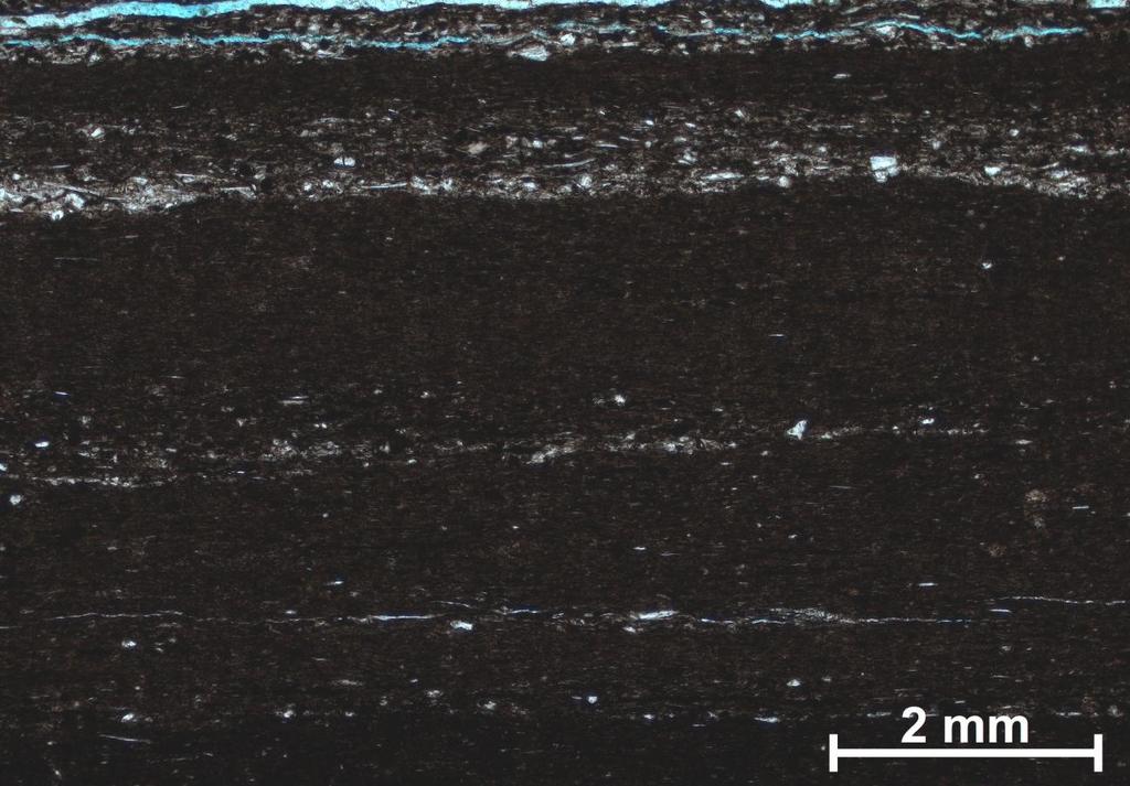 FIGURA 11 Fotomicrografia representando a microfácies M2 (argilito síltico). Ocorre no perfil da figura 3 referente ao trato de sistema transgressivo.