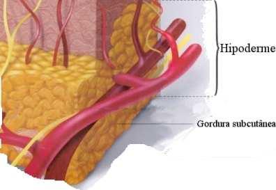 Hipoderme ou Tecido Subcutâneo: Ele é formado essencialmente pelo
