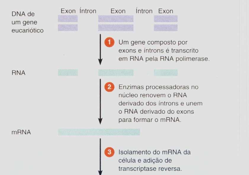 Fontes de DNA As transcriptases reversas lêem uma sequência de RNA e sintetizam uma sequência de DNA complementar.