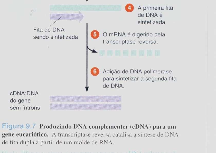 Esta técnica é útil para a expressão de genes eucarióticos em procariotos.