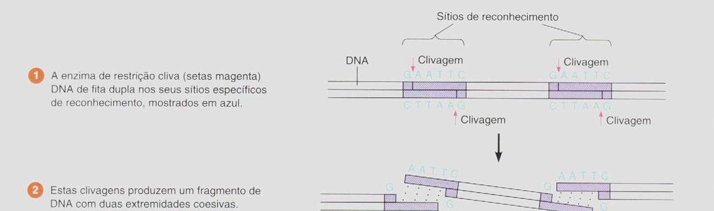 Enzimas de restrição As enzimas de restrição