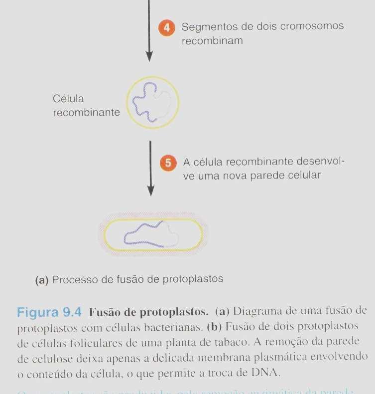 protoplastos é um A fusão de protoplastos é um método