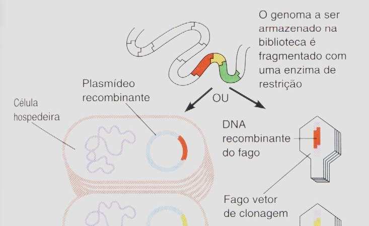Fontes de DNA -bibliotecas de genes contendo cópias naturais de
