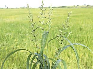 Considerando a linha de fitossanidade, hospeda nematoides e vírus causadores de doenças, especialmente no arroz e na cana-de-açúcar.