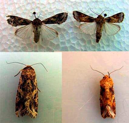 12 de 33 27/06/2017 18:40 Spodoptera cosmioides (Walker, 1856) (Lepidoptera: Noctuidae) Os adultos são mariposas que medem, aproximadamente, 4,0 cm de envergadura, de coloração parda, asas anteriores