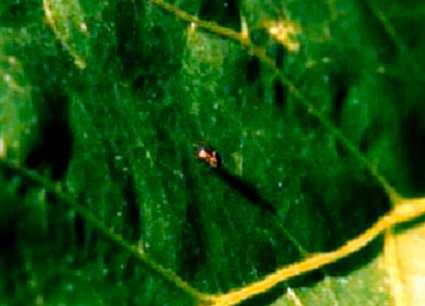 ultivo de Feijão-Caupi 18 de 33 27/06/2017 18:40 Trata-se de uma pequena mosca de, aproximadamente, 1,5 mm de comprimento, com olhos amarronzados e abdômen amarelado (Figura 21).