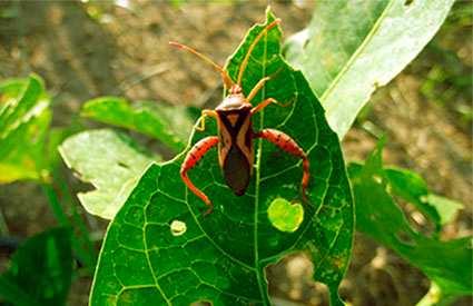 19 de 33 27/06/2017 18:40 Pragas dos órgãos reprodutivos Percevejos Percevejo-vermelho-do-caupi: Crinocerus sanctus (Fabricius,1775) (Hemiptera: Coreidae) O adulto apresenta o corpo com partes