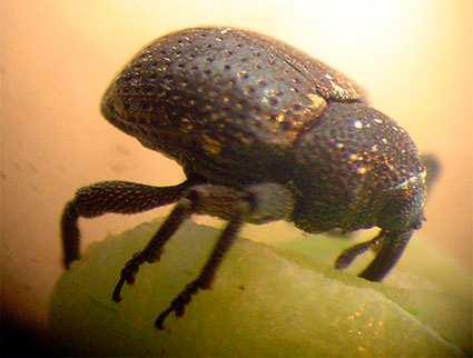 23 de 33 27/06/2017 18:40 Manhoso: Chalcodermus bimaculatus (Fiedler,1936) (Coleoptera: Curculionidae) É uma praga de ocorrência esporádica, que aparece com mais frequência em cultivos irrigados e