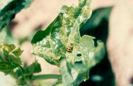 Após cerca de 7 dias, as larvas eclodem e passam a alimentar-se das raízes das plantas. As larvas de C. arcuatus são alongadas e chegam a medir cerca de 1 cm de comprimento; as de D.