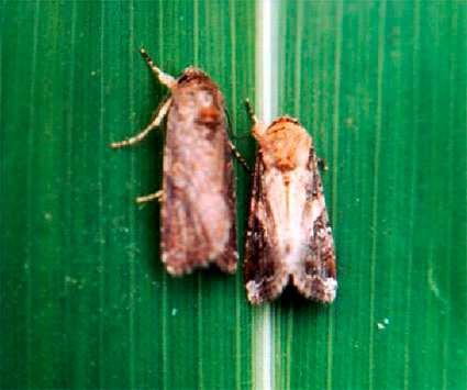 9 de 33 27/06/2017 18:40 Figura 7. Adultos de Spodoptera frugiperda (J. E. Smith): fêmea esquerda; macho direita.