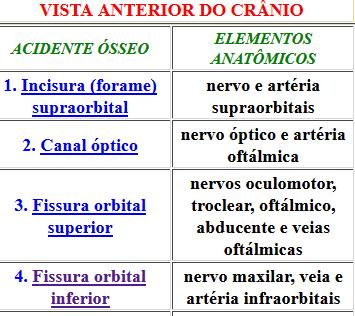 06.(EXATUS - Dentista - Pref. Tamarana/PR 2015) Assinale a alternativa que apresenta os elementos anatômicos que passam pela Fissura Orbital Inferior: a) nervo maxilar, veia e artéria infraorbitais.