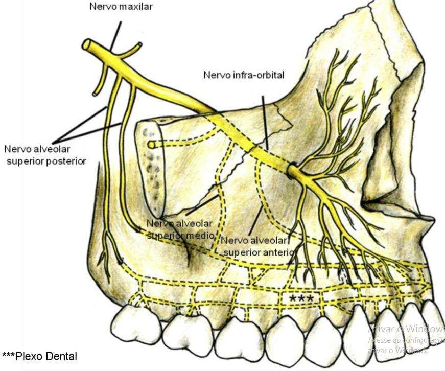 Fonte: Rodella et al (2012) A injeção do nervo ASMA pode ser especialmente útil para procedimentos odontológicos restauradores estéticos (cosméticos) nos quais o dentista deseja avaliar alinha de