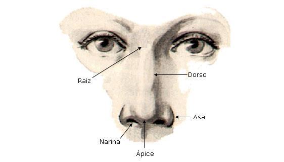 As narinas são duas aberturas do nariz que são separadas por uma parede mediana, o septo nasal, e limitadas lateralmente por estruturas cartilaginosas em forma de asa, as asas do nariz.