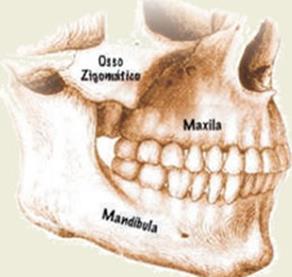 Seios Paranasais São cavidades pneumáticas pares, forradas por mucosas localizadas nos ossos frontais, esfenóide, etmóide e maxila e que se comunicam com a cavidade nasal através de pequenas