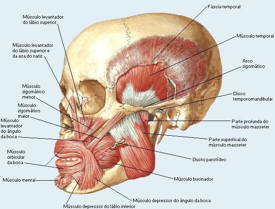 Ação: Os músculos da mastigação agem na articulação temporomandibular e são os responsáveis pelo fechamento da boca, deslizamento da mandíbula para frente ou para trás, e desvio