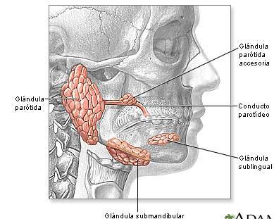 apresentando, portanto um ducto associado, por onde a saliva é levada à cavidade oral, onde será utilizada.