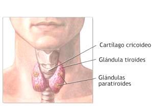 visível externamente. Em condições normais, a glândula tireóide e toda a laringe se movimentam para cima durante a deglutição.