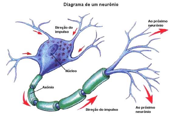 Sistema nervoso central A parte central do sistema nervoso (SNC) está formada pelo encéfalo e pela medula espinal.