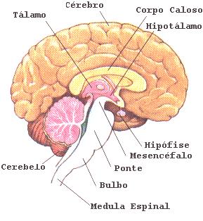 respiração, vaso constrição, sendo ainda o centro dos reflexos do vômito, tosse, espirro, deglutição e soluço. Os corpos celulares dos neurônios motores para a língua estão situados no bulbo.