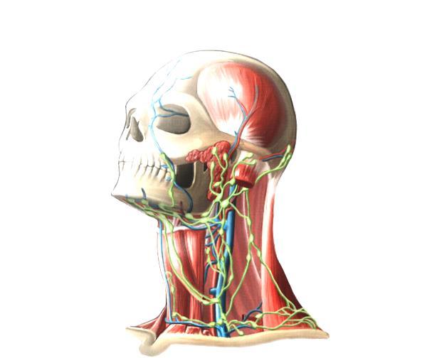 Sistema linfático O sistema linfático é parte do sistema imune a atua nos mecanismos de defesa do organismo, sendo também o responsável pelo retorno do excesso de líquido intersticial e proteínas