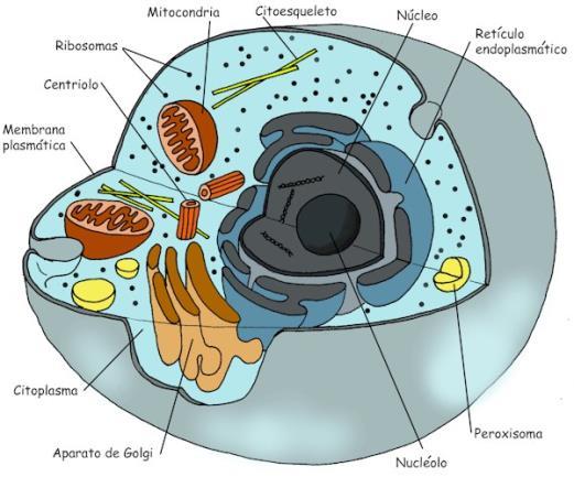 Dentro de cada célula existe um conjunto de cromossomos.