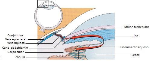 Figura 2 - Anatomia do ângulo. Fonte: Uptodate.com DIAGNÓSTICOS DIFERENCIAIS Outras causas de olho vermelho podem mimetizar glaucoma agudo.