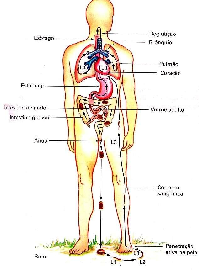 Ciclo do Ancylostoma duodenale Os vermes fixam-se à parede intestinal e alimentam-se da mucosa e do sangue que flui das lesões que provocam com suas bocas providas de ganchos (Ancylostoma) ou lâminas