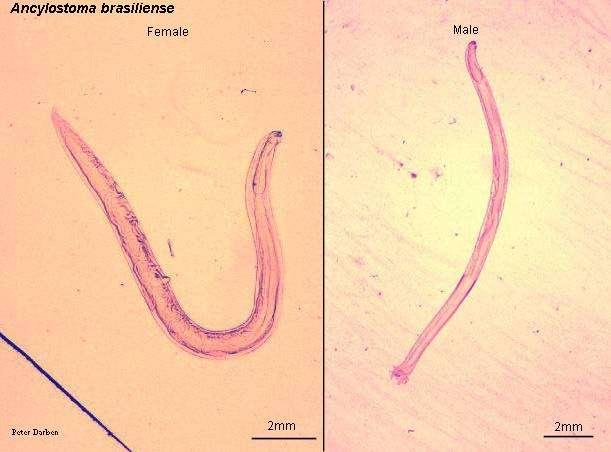 Ancylostoma de cães Larva acidentalmente