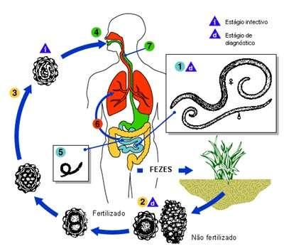 CICLO MONOXÊNICO Habitat dos vermes adultos: Luz intestino delgado Vermes adultos movemse contra a corrente peristáltica para não serem