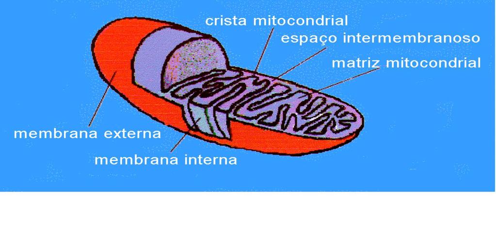 MTOCÔNDRA