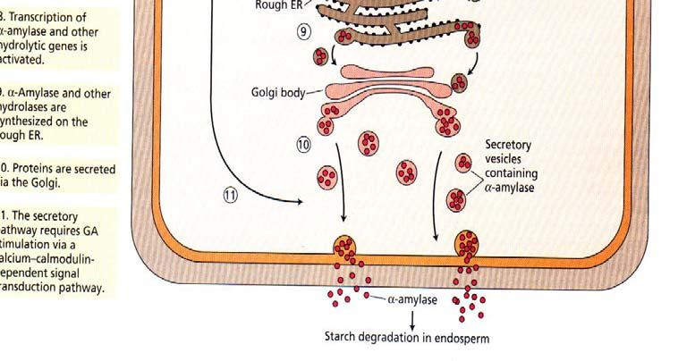 A proteína MYB sintetizada entra no núcleo e liga-se ao gene promotor para α-amilase e outras enzimas hidrolíticas. 8. Transcrição de α-amilase e outros genes hidrolíticos são ativados. 9.