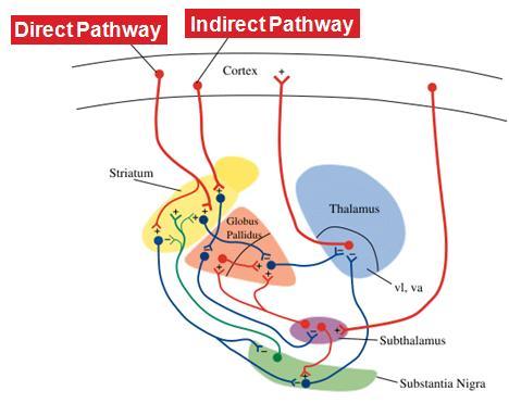 Circuitos Neuronais Gânglios Base Sistema