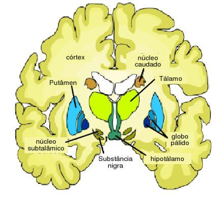 Sistema Nervoso