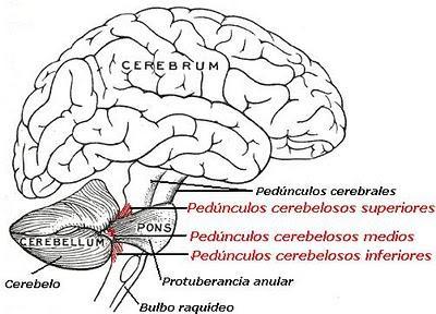 O CEREBELO Generalidades Sistema Nervoso Central Situado dorsalmente ao bulbo e à ponte, sobre a