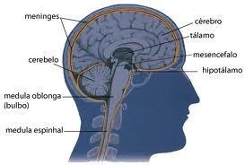 Está separado do lobo occipital por uma prega da dura-máter denominada Tenda do Cerebelo.