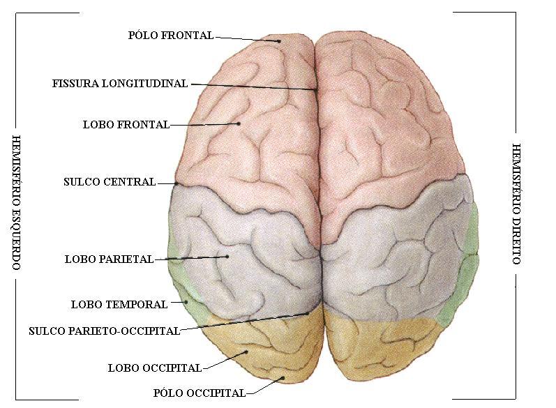 Frontal - Córtex Lobo Parietal -